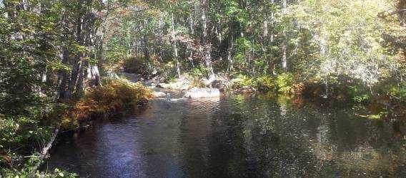 A Natural Pool of Water